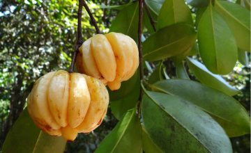 Garcinia Cambogia