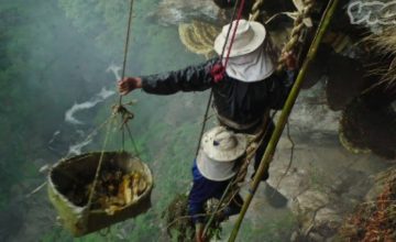 Mad honey in Nepal