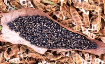 Wattleseeds